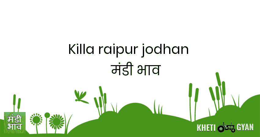 Killa Raipur (Jodhan) मंडी भाव की ताज़ा तस्वीर